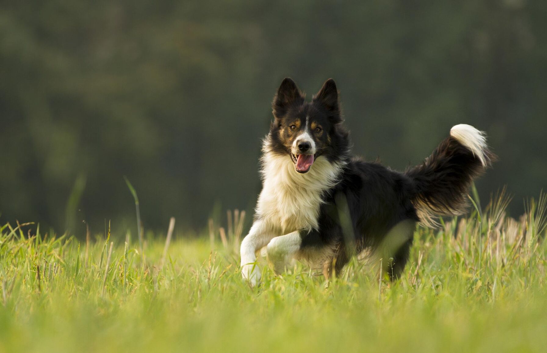 Sheepdog trials near Hudson